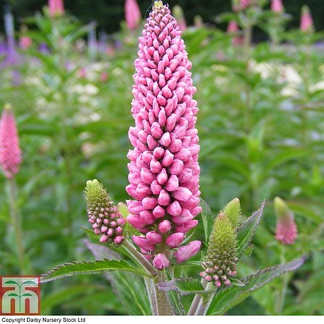 Veronica X Media 'First Love' 1 Veronica X Media 'First Love'