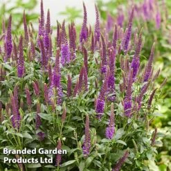 Veronica Purplegum Candles -Tulip Bloom VERO PURPCANDL S39709