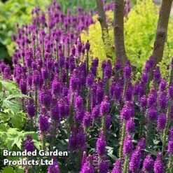 Veronica Purplegum Candles -Tulip Bloom VERO PURPCANDL S39712
