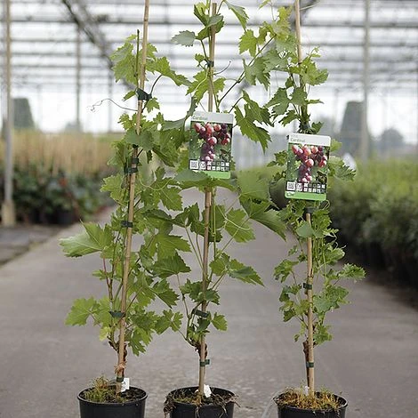 Grape 'Cardinal' 2 Grape 'Cardinal' - Image 2