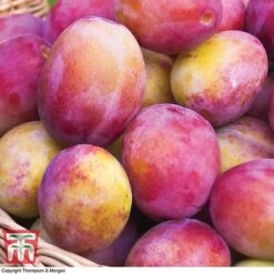 Premium Patio Standard Collection -Tulip Bloom Victoria