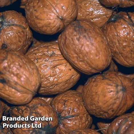 Walnut (Juglans) 'Buccaneer' 1 Walnut (Juglans) 'Buccaneer'