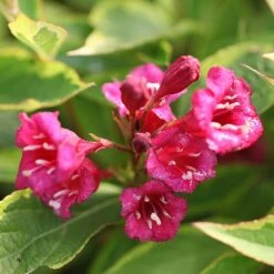 Weigela Florida 'Moulin Rouge'