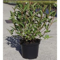 Weigela 'Nain Rouge' -Tulip Bloom WEIG T62093 A h