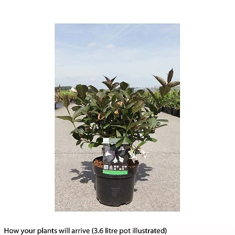 Weigela 'Ebony And Ivory' 2 Weigela 'Ebony And Ivory' - Image 2