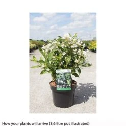 Weigela Florida 'Milk And Honey' -Tulip Bloom WEIG T66531 B h