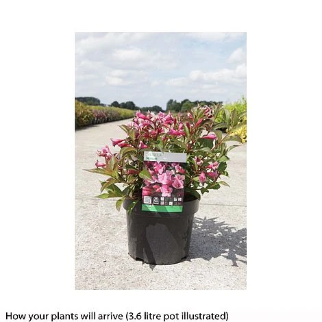 Weigela 'Minuet' 2 Weigela 'Minuet' - Image 2