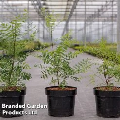 Tulip Bloom -Tulip Bloom XANT SORBIFOLI S46153