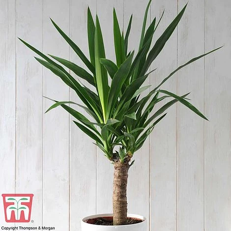 Yucca Elephantipes 1 Yucca Elephantipes