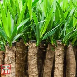 Yucca Elephantipes 10 Yucca Elephantipes -Tulip Bloom YUCC TKA2956 D