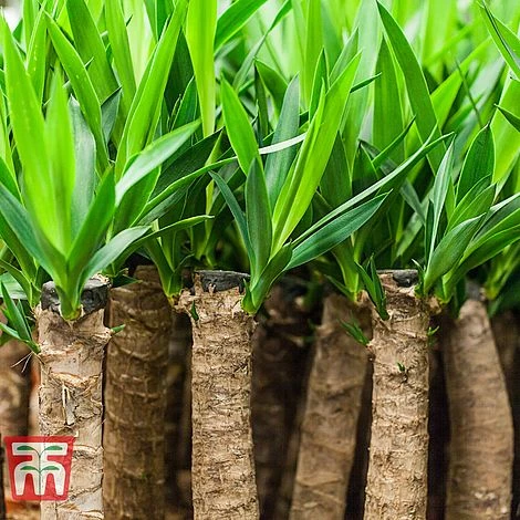 Yucca Elephantipes 4 Yucca Elephantipes - Image 4