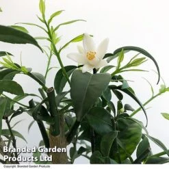 Yuzu Citrus Plant -Tulip Bloom YUZU CITRUSPLA T49403