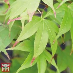 Acer Palmatum Duo 8 Acer Palmatum Duo -Tulip Bloom acer