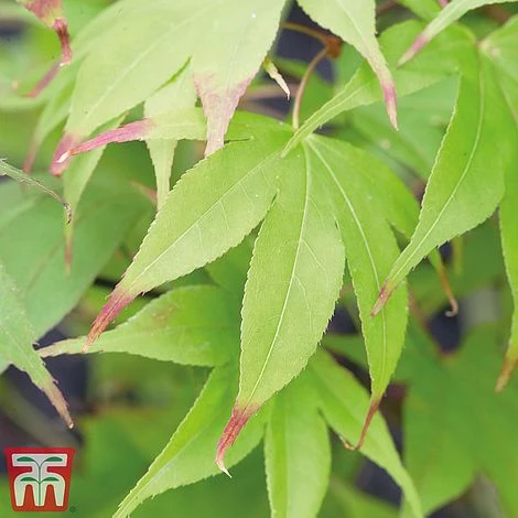 Acer Palmatum Duo 3 Acer Palmatum Duo - Image 3