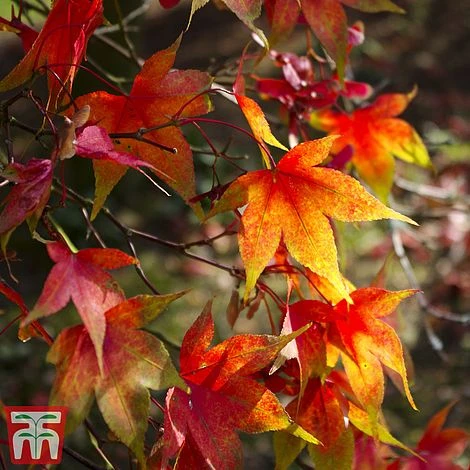 Acer Palmatum Duo 4 Acer Palmatum Duo - Image 4