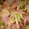 Acer Palmatum