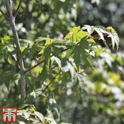 Acer Palmatum 8 Acer Palmatum -Tulip Bloom acer51