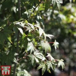 Acer Palmatum 9 Acer Palmatum -Tulip Bloom acer6