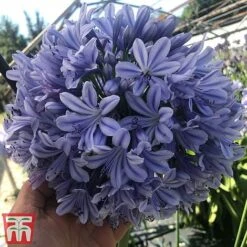 Agapanthus 'Full Moon' -Tulip Bloom aga3