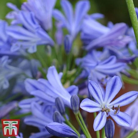 Agapanthus 'Charlotte' 2 Agapanthus 'Charlotte' - Image 2