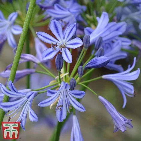 Agapanthus 'Charlotte' 1 Agapanthus 'Charlotte'