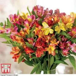 Alstroemeria 'Garden Hybrids' -Tulip Bloom alst gard hyb6