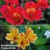 Alstroemeria Lovely Breeze Duo