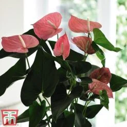Anthurium Aqua Salmon In Sierglass -Tulip Bloom anth2