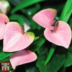 Anthurium Aqua Salmon In Sierglass -Tulip Bloom anth3