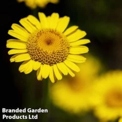 Anthemis Tinctoria 'Kelwayi'