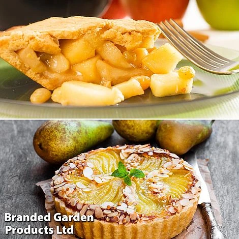 Fruit Tree Staple Duo 3 Fruit Tree Staple Duo - Image 3