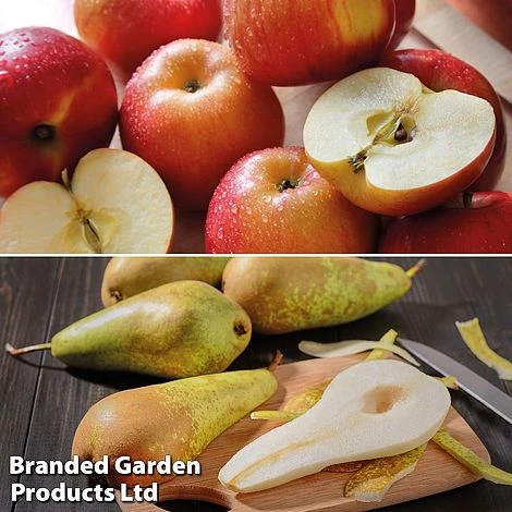 Fruit Tree Staple Duo 2 Fruit Tree Staple Duo - Image 2