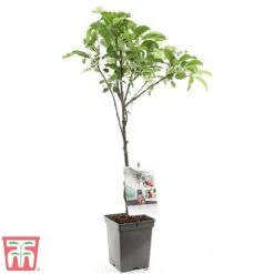 Apple Duo Patio Fruit Trees -Tulip Bloom apple2