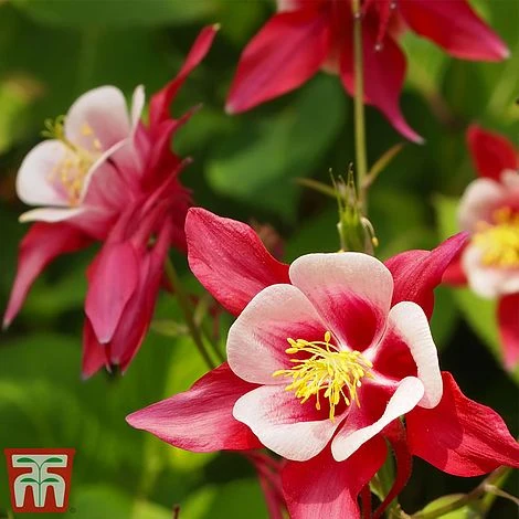 Aquilegia 'Red Star' 1 Aquilegia 'Red Star'