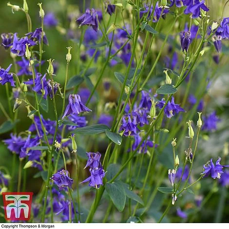 Aquilegia Vulgaris 4 Aquilegia Vulgaris - Image 4