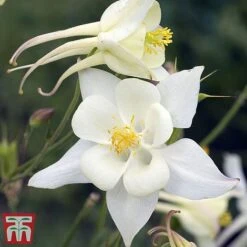 Aquilegia 'White Star'
