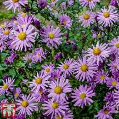 Aster 'Barbados' (Island Series)