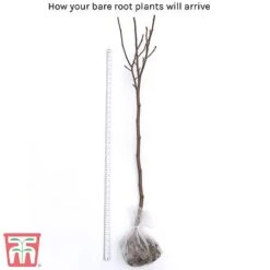 Magnolia 'Red Lucky' (Standard) -Tulip Bloom bare root2