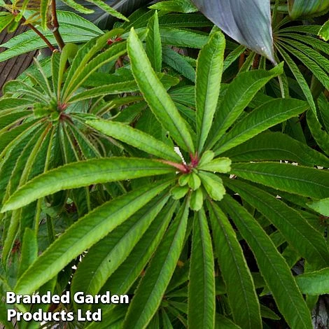 Begonia Luxurians 2 Begonia Luxurians - Image 2