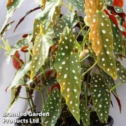 Begonia Maculata 'Wightii'