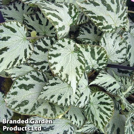Begonia 'Silver Jewel' 1 Begonia 'Silver Jewel'