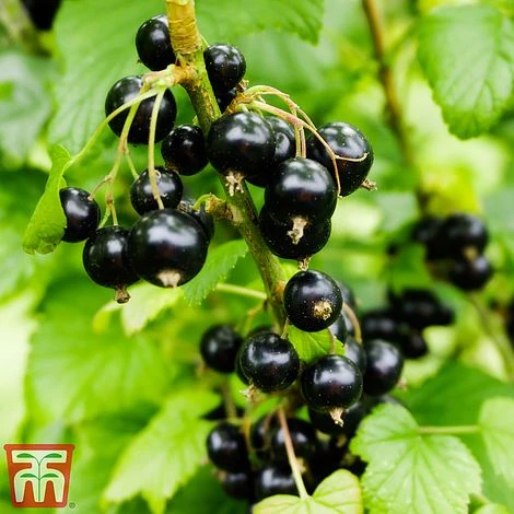 Blackcurrant 'Ben Sarek' 1 Blackcurrant 'Ben Sarek'