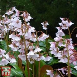 Bergenia 'Pink Ice' 7 Bergenia 'Pink Ice' -Tulip Bloom berg pink4