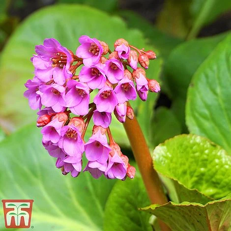 Bergenia Purpurascens 1 Bergenia Purpurascens