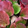 Bergenia Cordifolia 'Purpurea'