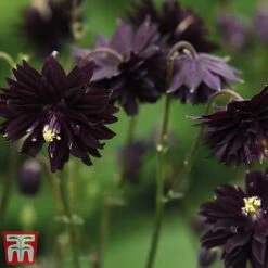 Aquilegia Vulgaris Var. Stellata 'Black Barlow' 5 Aquilegia Vulgaris Var. Stellata 'Black Barlow' -Tulip Bloom black21