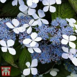 Hydrangea Serrata 'Bluebird' -Tulip Bloom blue31