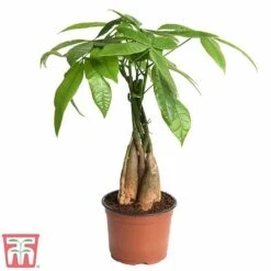 Pachira Aquatica Tree With Braided Stem 6 Pachira Aquatica Tree With Braided Stem -Tulip Bloom braid