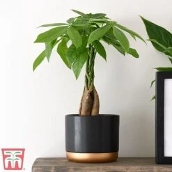 Pachira Aquatica Tree With Braided Stem