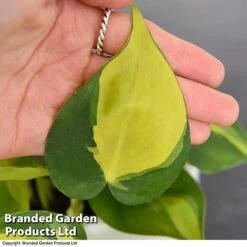 Philodendron Scandens Brasil -Tulip Bloom brasil